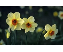 數(shù)九是從冬至還是大雪開始 螞蟻莊園數(shù)九寒天