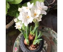 數(shù)九寒天的數(shù)九是從什么時(shí)候開始 螞蟻莊園12月