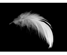 羽絨服用什么清洗劑好 螞蟻莊園今日答案早知道