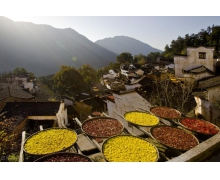 婺源縣篁嶺人的秋收習(xí)俗是曬秋還是放風(fēng)箏 螞蟻