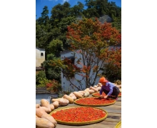 婺源縣篁嶺人螞蟻新村 婺源縣篁嶺人秋收習俗是