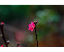 桃花的花期在哪個時間段螞蟻新村 桃花的花期都