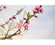 桃花的花期一般在幾月 桃花的花期螞蟻新村12.