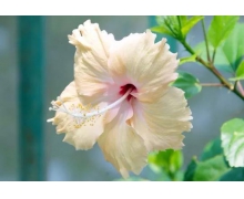 螞蟻莊園答案早知道自稱教育局工作人員發(fā)獎學(xué)