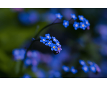 紫斑牡丹的重要發祥地 螞蟻新村中國紫斑牡丹