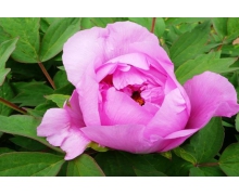 紫斑牡丹的重要發祥地在臨洮縣嗎 螞蟻新村紫斑