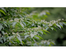 國家一級保護植物花朵像白鴿被稱為植物中的綠