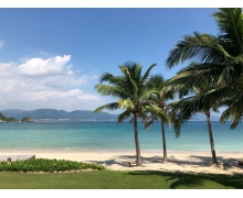 獨立無枝挺碧空指的是椰子樹嗎 螞蟻新村一頭鳳