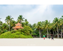 獨立無枝挺碧空一頭鳳尾嘯熏風螞蟻新村 獨立無