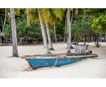 螞蟻新村一頭鳳尾嘯熏風是指什么植物 新村小課