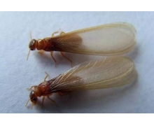 白蟻喜歡甜味易分解的食物正確嗎 新村小課堂白