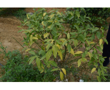 黃化病一般多發(fā)生在夏季對(duì)嗎螞蟻新村 螞蟻新村