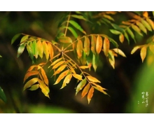 螞蟻新村1月2日答案最新 結子榨油驅動力他年還