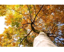 結子榨油驅動力他年還立柱石功詠嘆的是黃連木