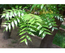 結子榨油驅動力螞蟻新村 結子榨油驅動力是什么