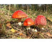 紅傘傘白桿桿吃完一起躺板板說的是 螞蟻新村