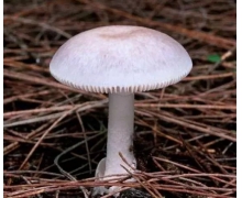 紅傘傘白桿桿說的是 螞蟻莊園今日答案紅傘傘白