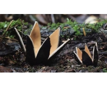 紅傘傘白桿桿吃完一起躺板板是誤食毒蘑菇的反