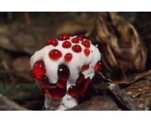 紅傘傘白桿桿吃完一起躺板板說的是吃草莓的反