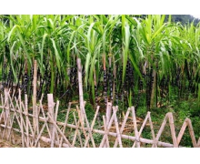 甘蔗種植一般從種子開始嗎 田間甘蔗種植螞蟻新