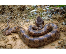 在太陽坪生態保護中心遇見竹葉青五步蛇這種毒