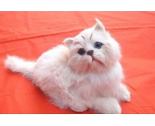 萌寵陪你過年螞蟻莊園 貓的眼睛在夜里閃閃發光