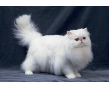 貓的眼睛在夜里閃閃發光是因為眼睛里有反光膜