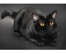 螞蟻莊園龍貓是寵物嗎 螞蟻莊園龍貓答案1.13