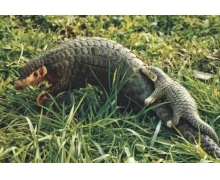 穿山甲喜歡棲息在哪里 森林驛站今日答案1月13日