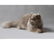 萌寵陪你過年貓的眼睛在夜里閃閃發光主要因為