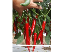 辣椒種子發(fā)芽的溫度是多少 辣椒種子螞蟻新村答