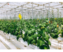 無土栽培分為水培和 螞蟻新村1月16日答案最新