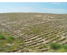 世界上壽命最短的種子是梭梭樹還是胡楊樹 螞蟻