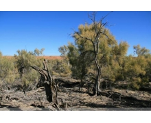 世界上最短命的種子植物是什么 螞蟻新村種子答