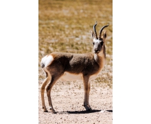 藏羚羊是哪個地區的 藏羚羊螞蟻莊園1.18答案