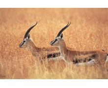 藏羚羊是我國哪個地區的特有動物 螞蟻莊園今日