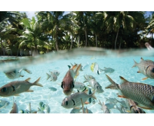 整個國家仍失聯全世界都在問:湯加怎樣了?湯