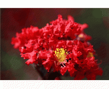 植物也怕癢下面哪種植物被稱為癢癢樹 螞蟻莊園