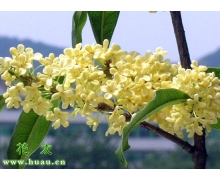 花中四君子螞蟻莊園 桂花和竹哪個不屬于我國傳