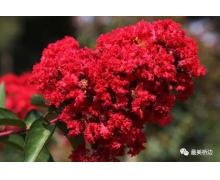 下面哪種植物被稱為癢癢樹 癢癢樹是紫薇還是玉