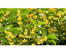 桂花不屬于花中四君子嗎 螞蟻莊園花中四君子答