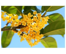 買鮮花過新年螞蟻莊園 不屬于花中四君子的是