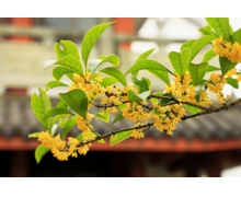 我國傳統文化中的花中四君子 花中四君子螞蟻莊