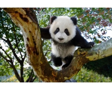 冰墩墩的原型是熊貓還是燈籠 螞蟻莊園冰墩墩