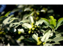 硼肥在楊梅膨果時期能增加種子的飽滿程度，對