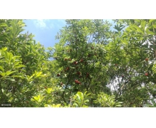 硼肥在楊梅膨果時期螞蟻新村 硼肥能增加種子的