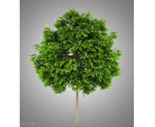 白蠟樹一般什么時候開花 白蠟樹開花時間答案