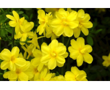 小雞寶寶考考你傳統(tǒng)習(xí)俗中正月初五有破五之說