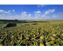 中國菠蘿看廣東，廣東菠蘿看什么縣 螞蟻新村