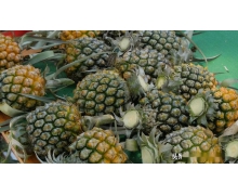 中國菠蘿看廣東螞蟻新村 廣東菠蘿看什么縣2.8